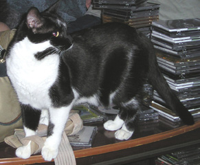 Photo of Patches